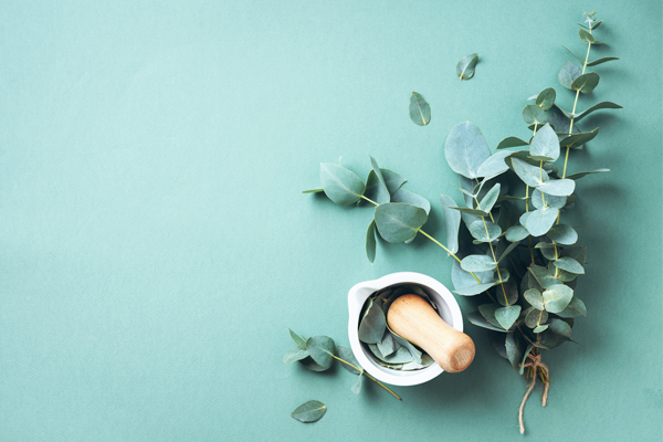 Aromatherapy series: wellbeing and skin benefits of eucalyptus oil