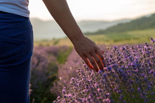 Aromatherapy series: how lavender oil can soothe and heal skin