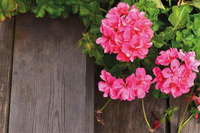 Aromatherapy series: why geranium essential oil is the secret to glowing skin