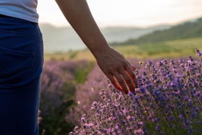 Aromatherapy series: how lavender oil can soothe and heal skin