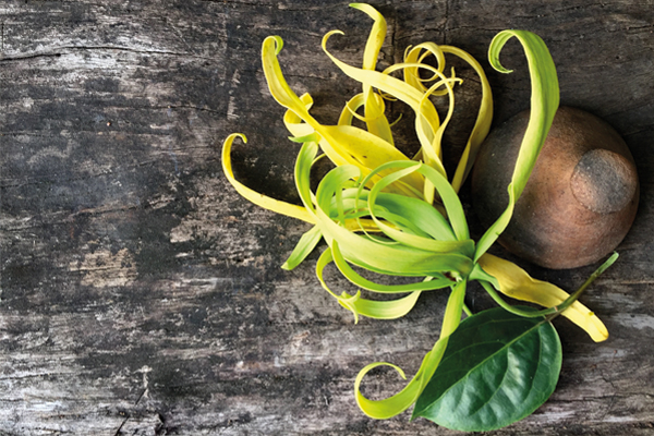 Aromatherapy series: how ylang ylang essential oil helps oily and breakout-prone skin